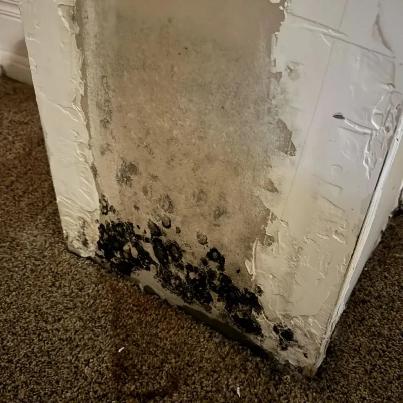 Professional Mold Removal in Bicknell, IN